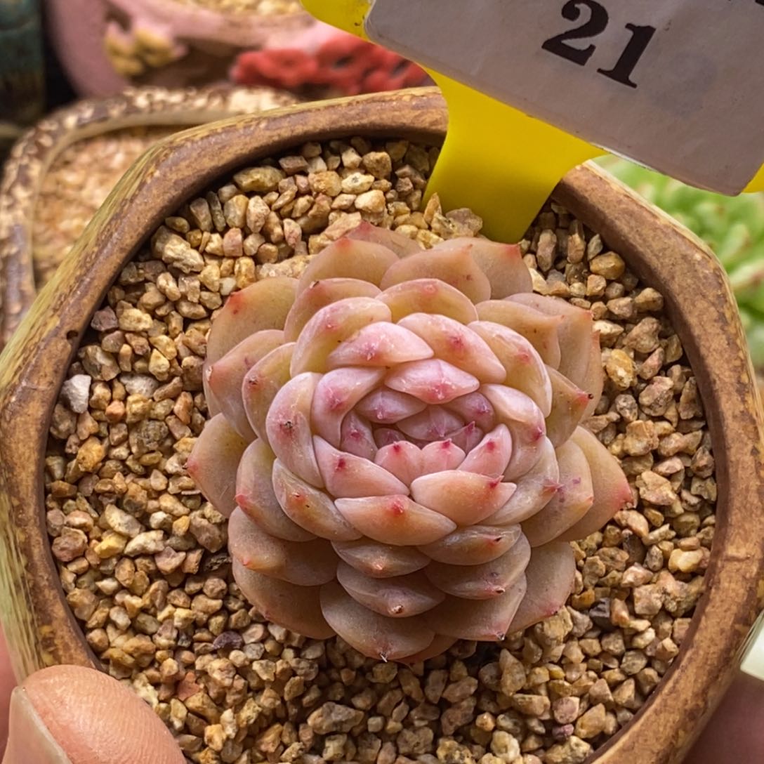 221冰魄琥珀缀化多肉植物