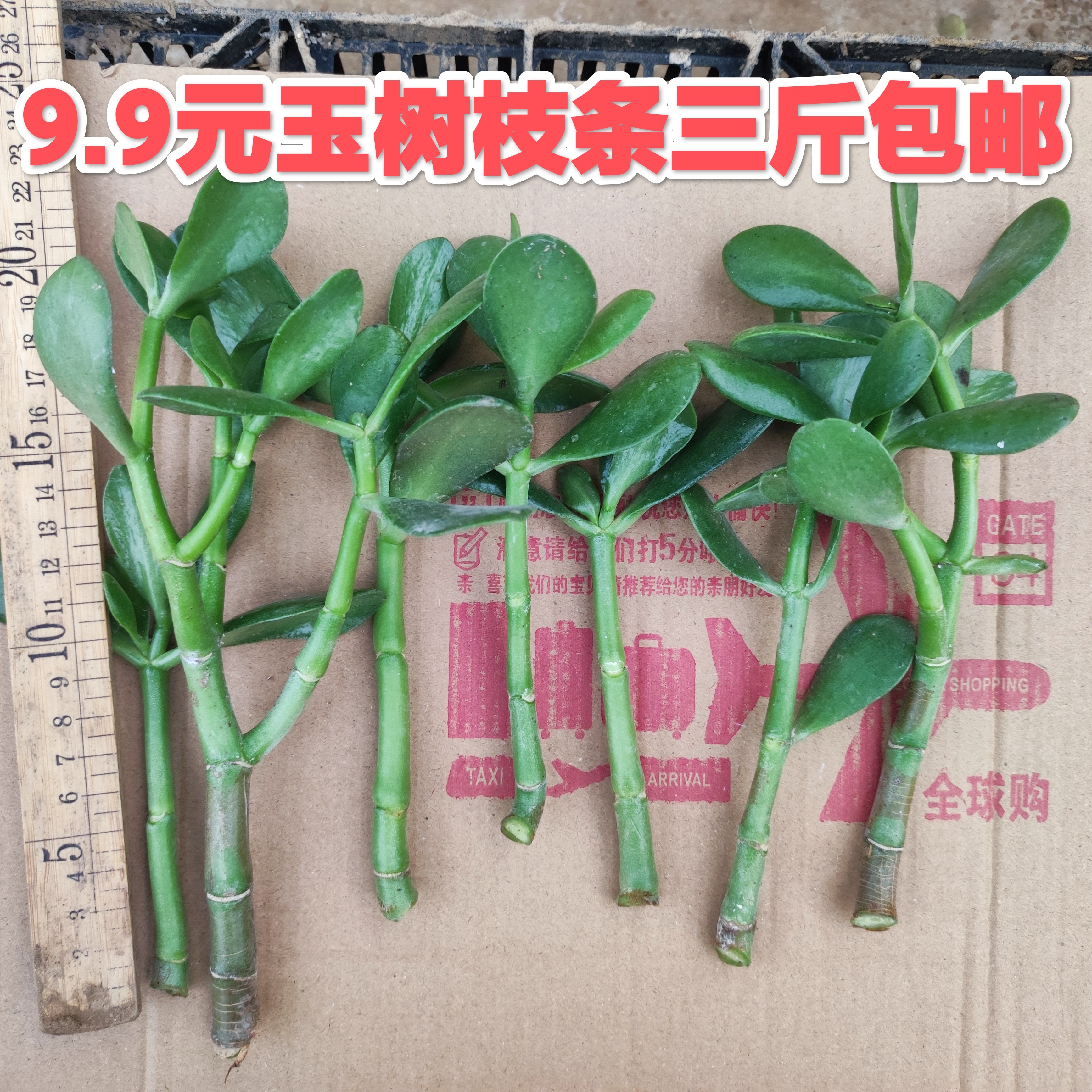 玉树枝条三斤包邮老桩盆栽室内观叶多肉植物耐旱吸甲醛四季常青