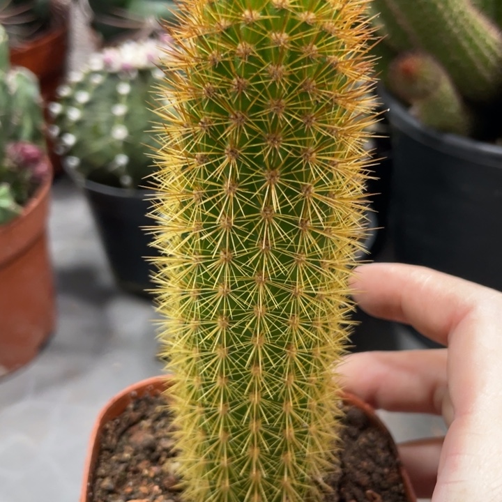 新品人鱼金妞自根8.88