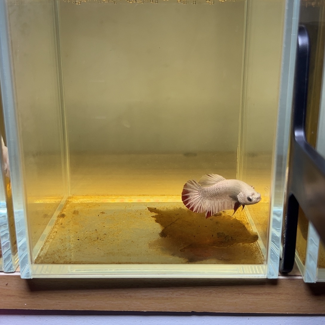 海水鱼泰国斗鱼原斗53号