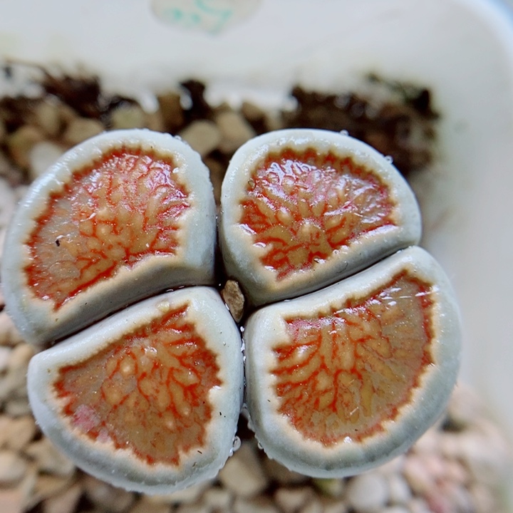 生石花花花花花花花378