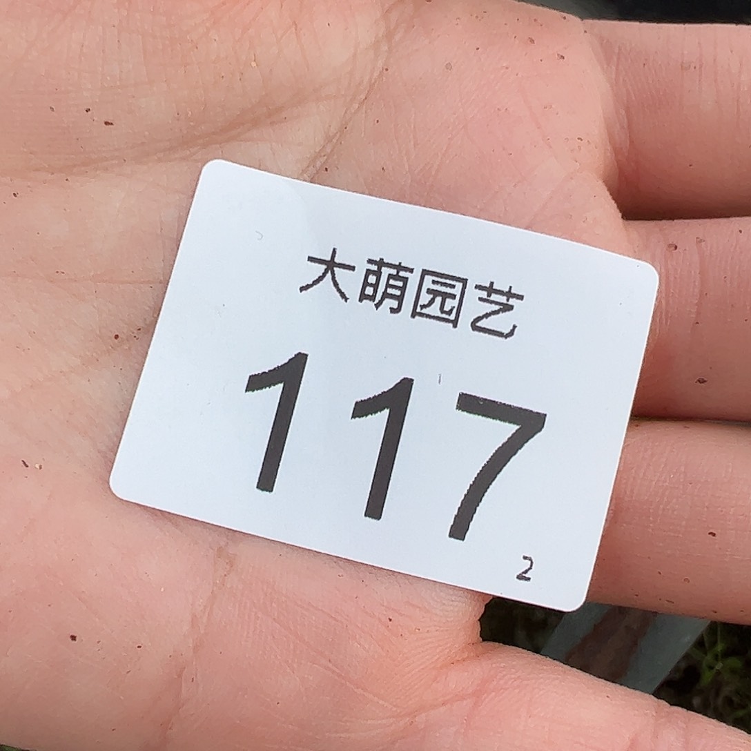 0000117量拍园艺1425.62龙猫斑马3头2颗老皮皱裂