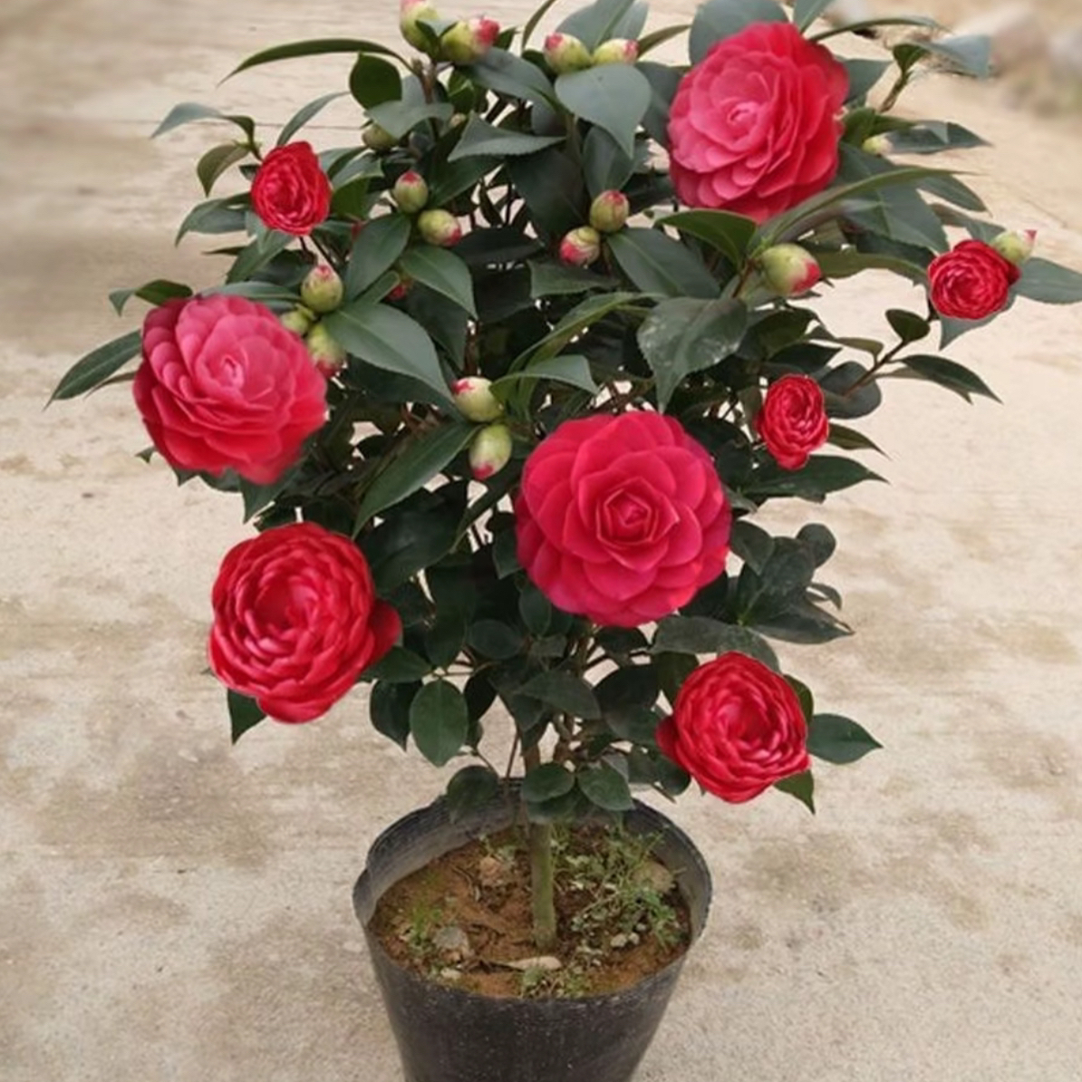 8年70cm高精品带花苞香妃园盆原土