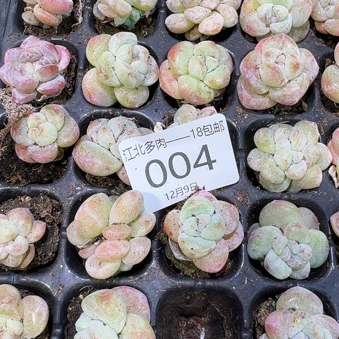 04号到手3颗，石化拉丝锦