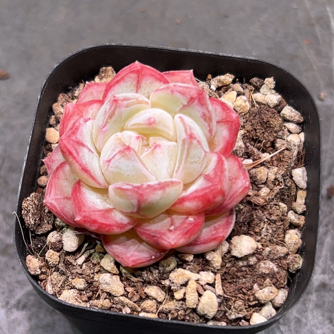 风***尾长相思，一物一拍。    