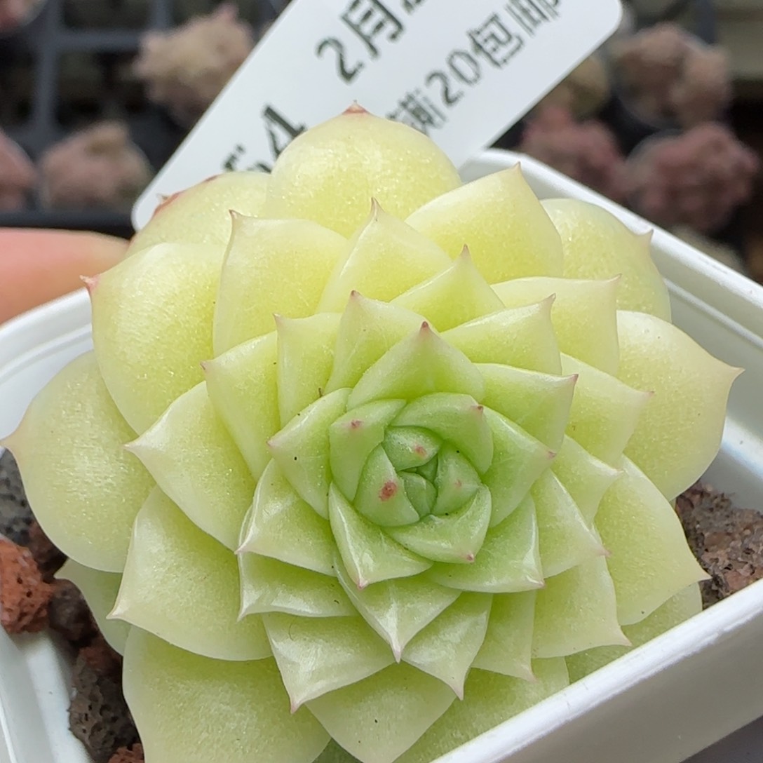 花语逸镜0225-454散