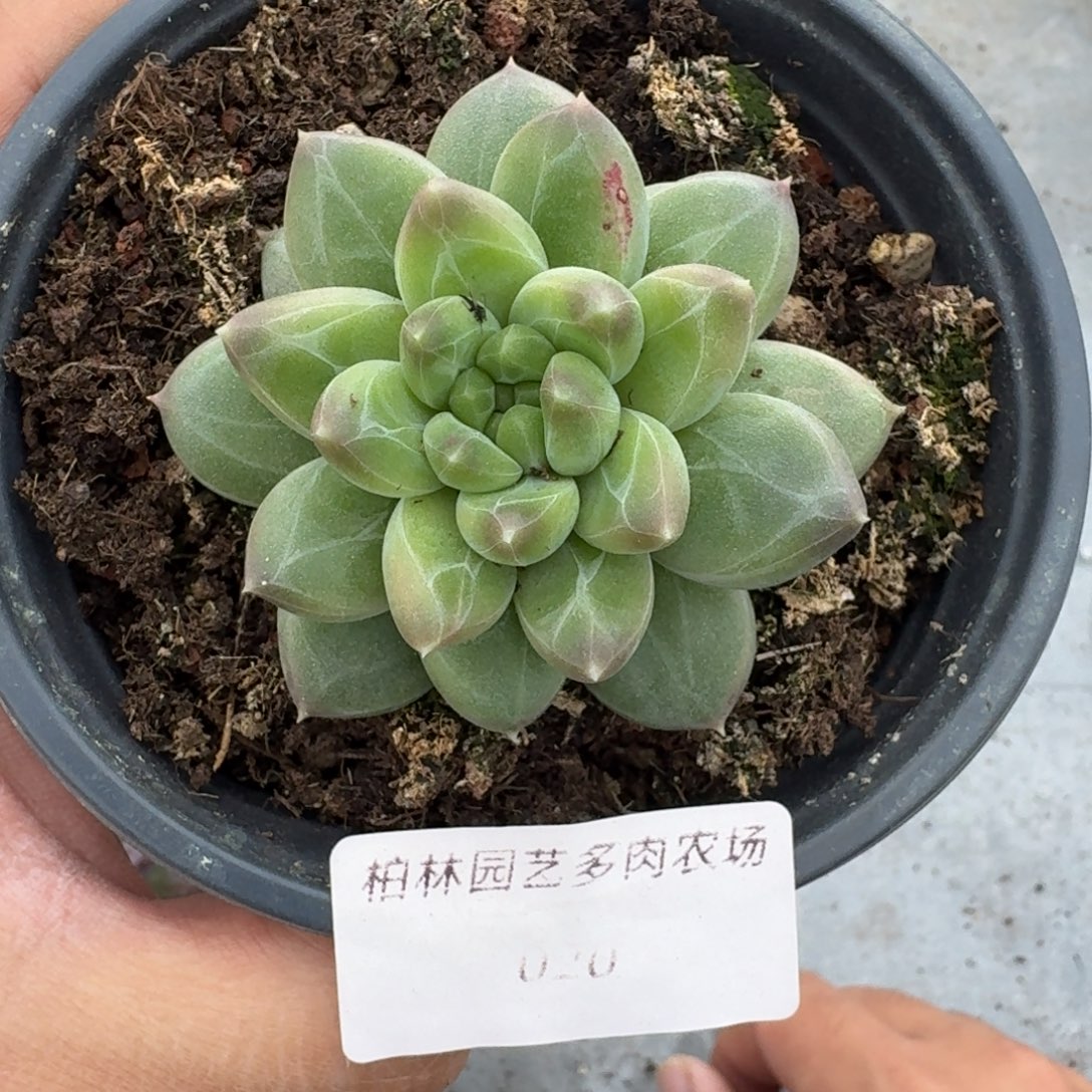 020 美人杂交 一物一拍