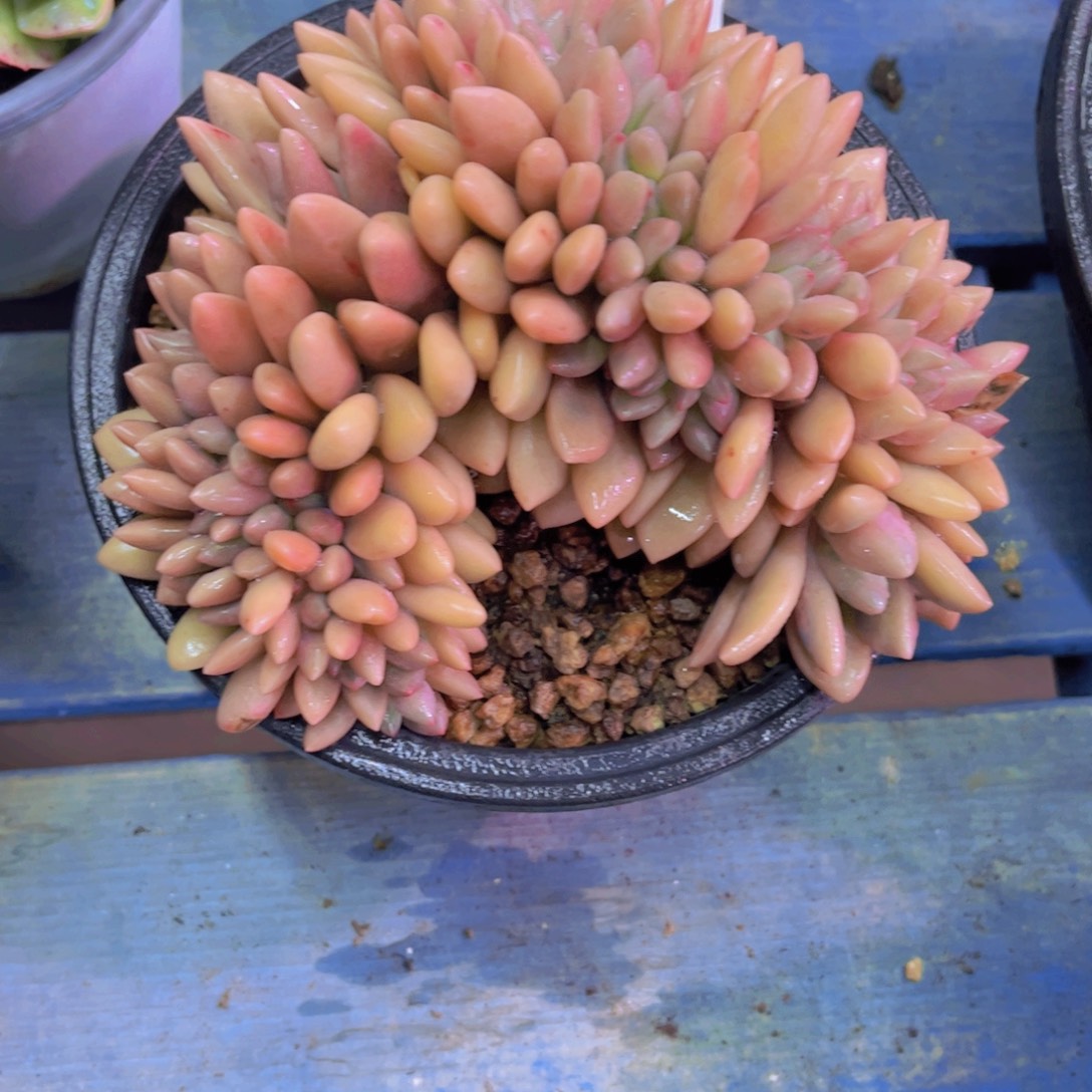 m****桃花源缀Ａ583一颗一物一拍