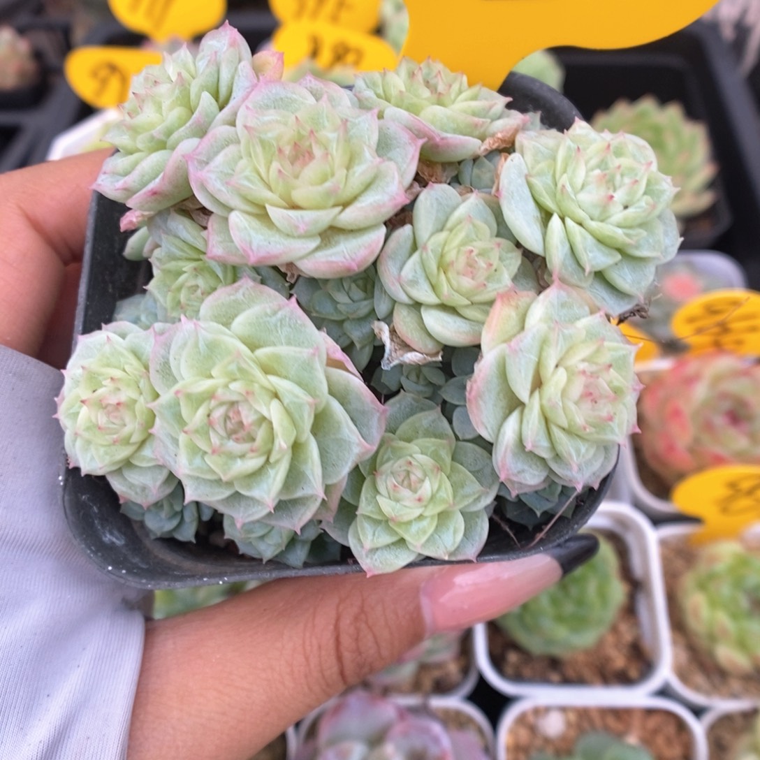 精品麦秆群生953号