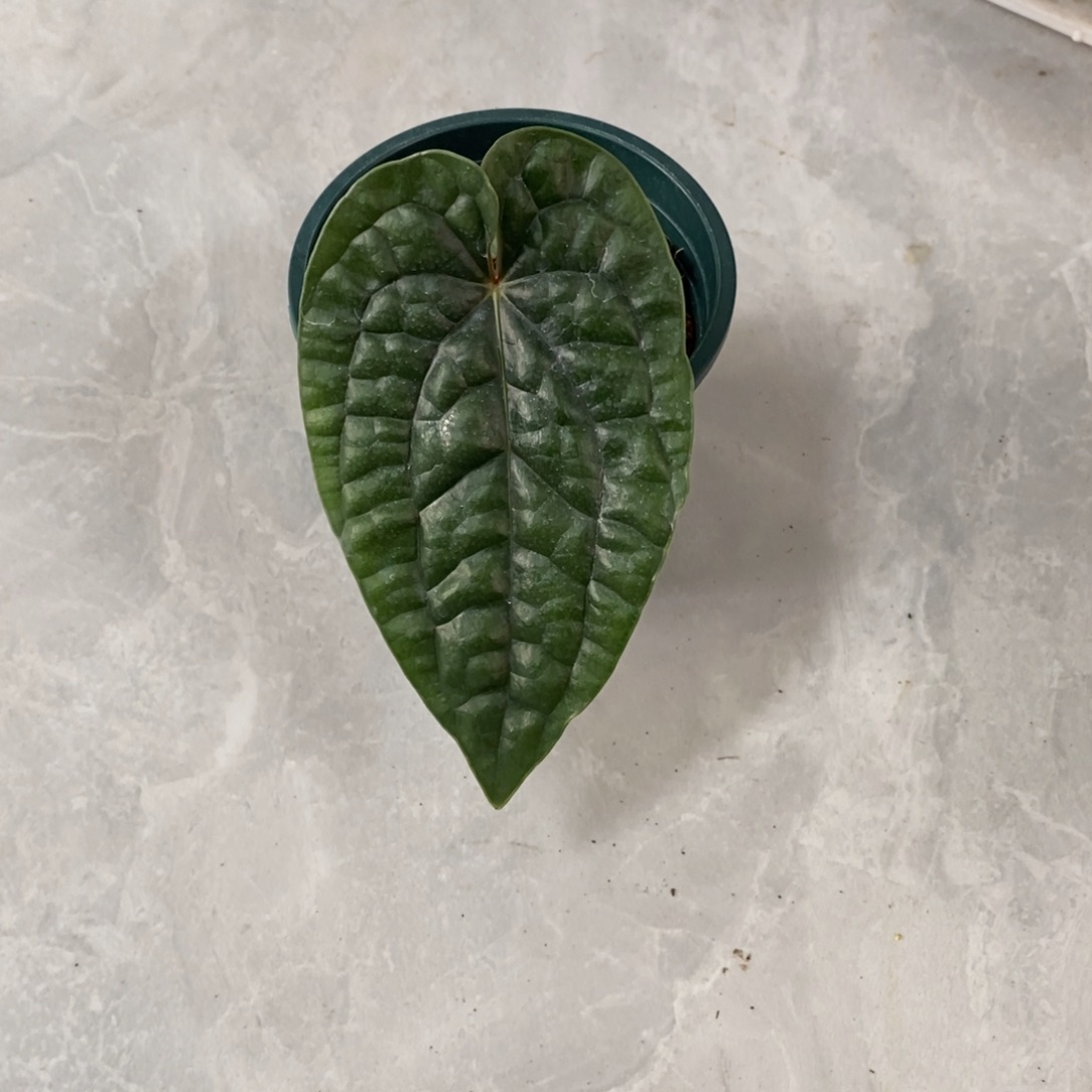 不开花植物02黑奢华籽播（轻微叶损不售后）