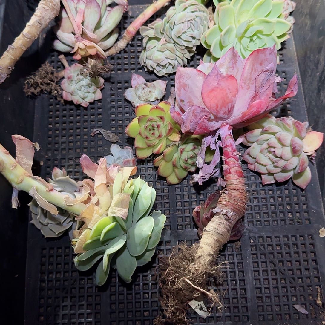 满20包邮零下拍保温箱9号筐无售后