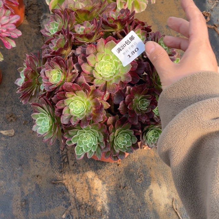 180莲花法师多肉断枝不售后