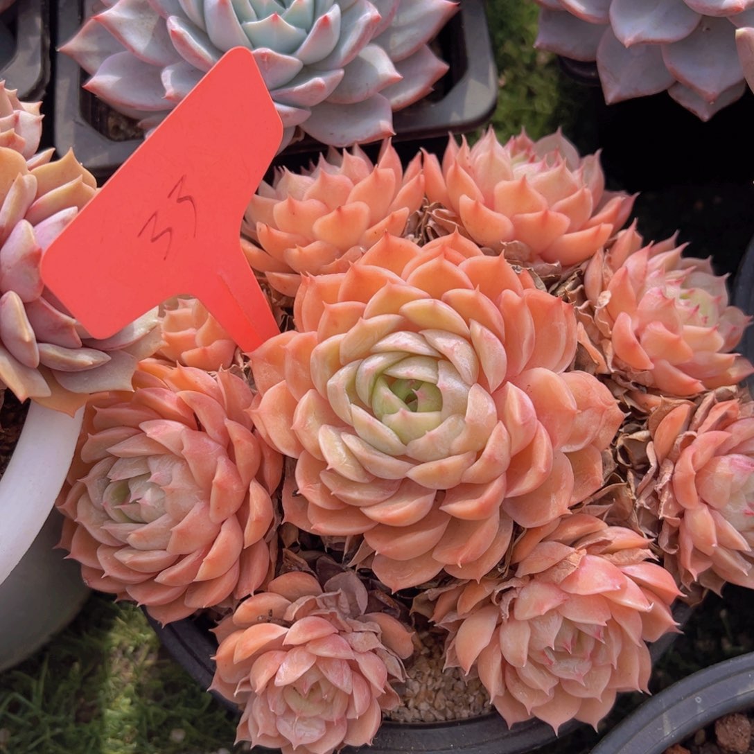 香玉的故事是一个人的故事吗