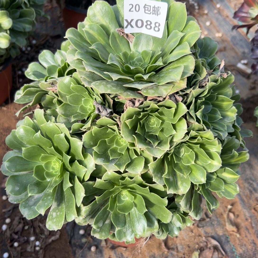 088绿杨蓉，满20包邮嘟叮熊