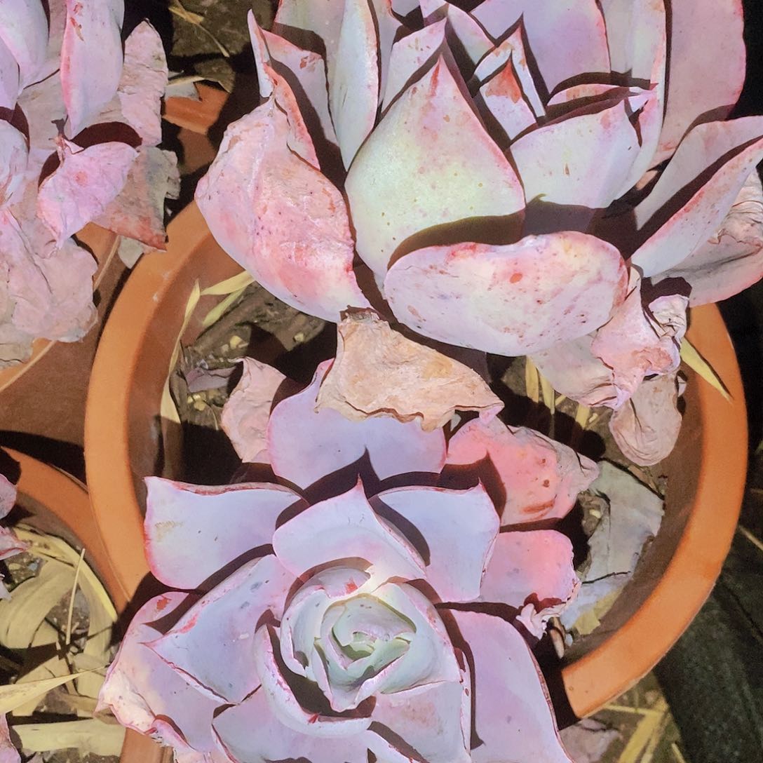 颇有一番韵事之妙处在这里