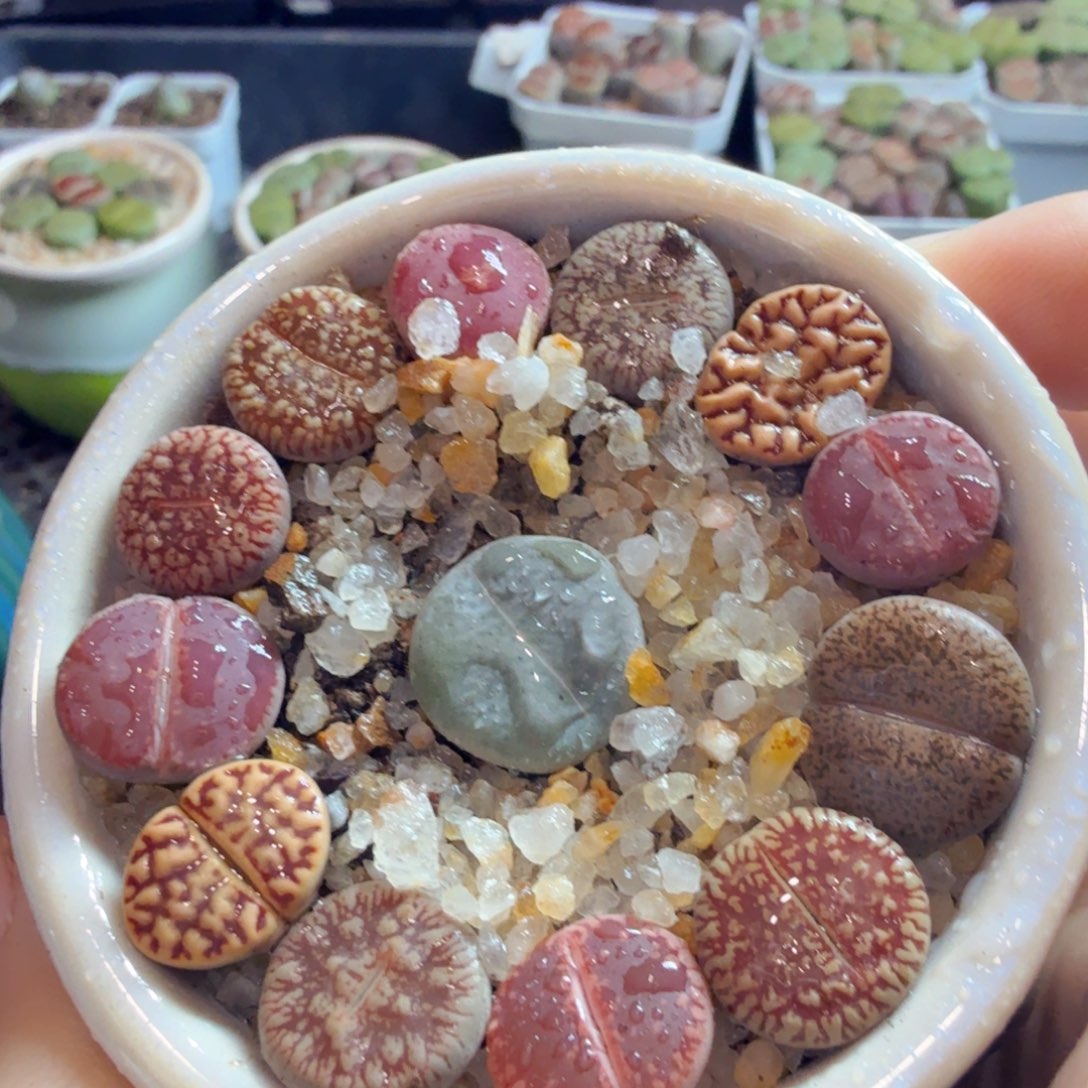 那***瑰多肉葡萄的味道真的很954
