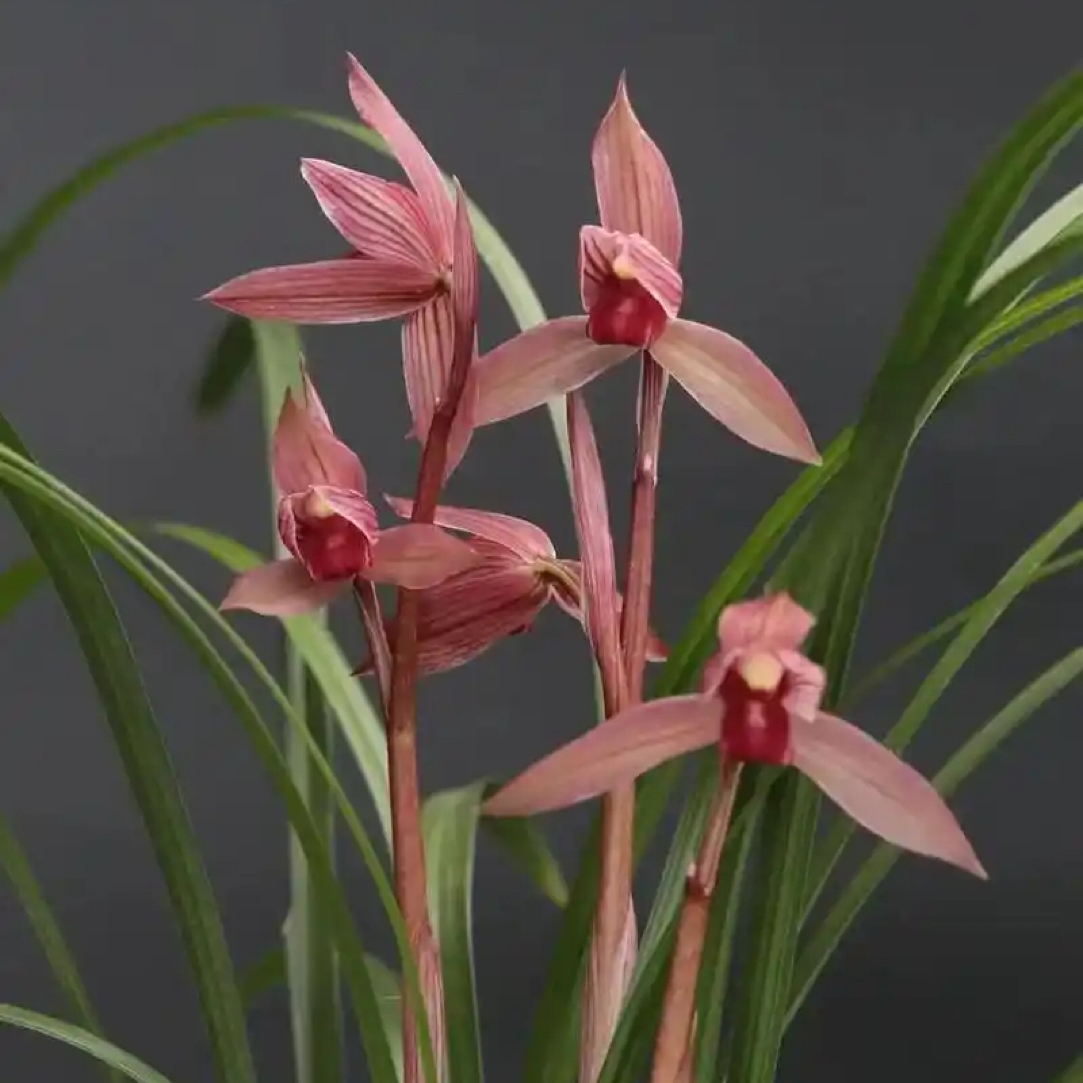 春剑名品 柳枫红素 