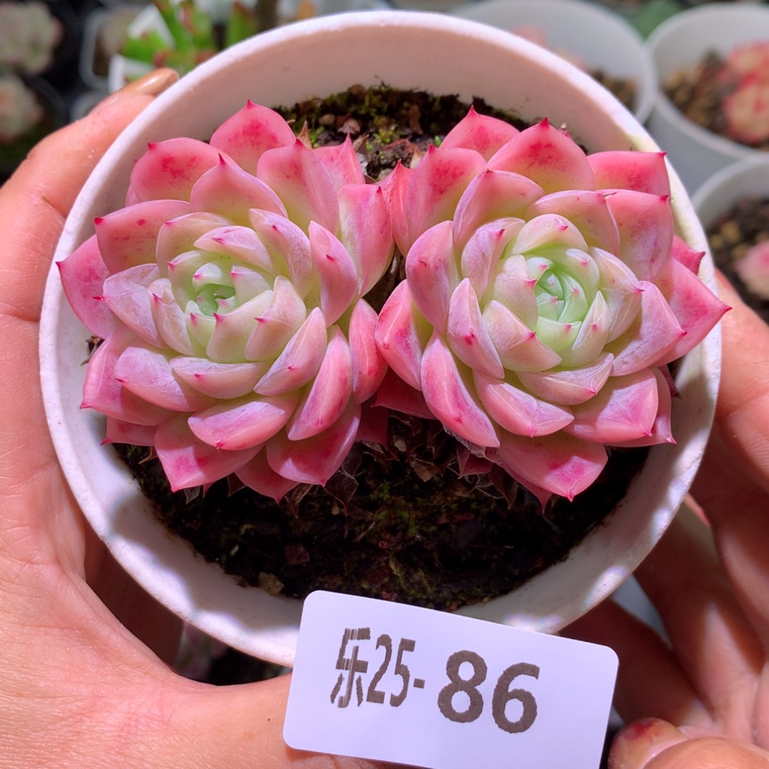 乐然25-86 孤星双头 