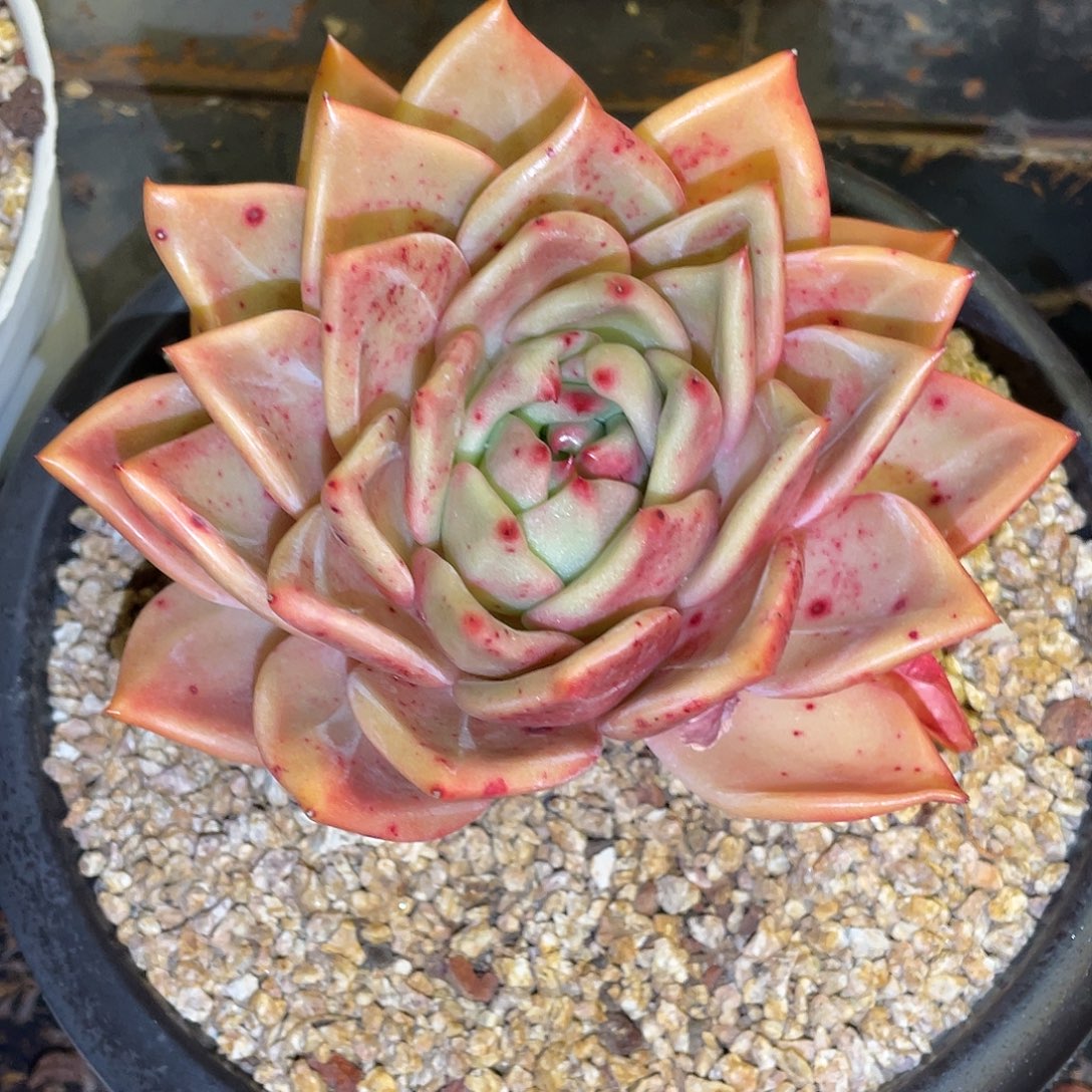 多肉植物一物一拍