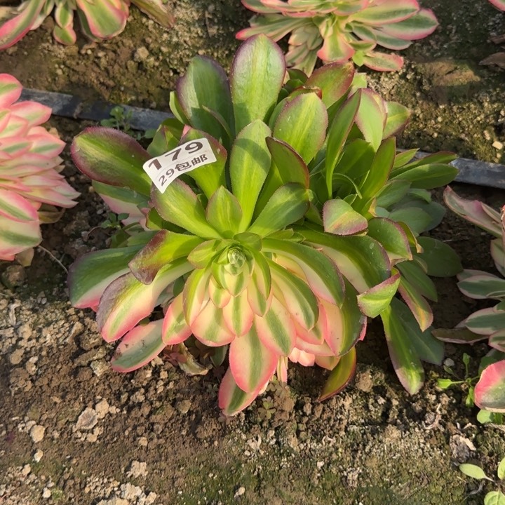 ?****女巫……多肉植物……