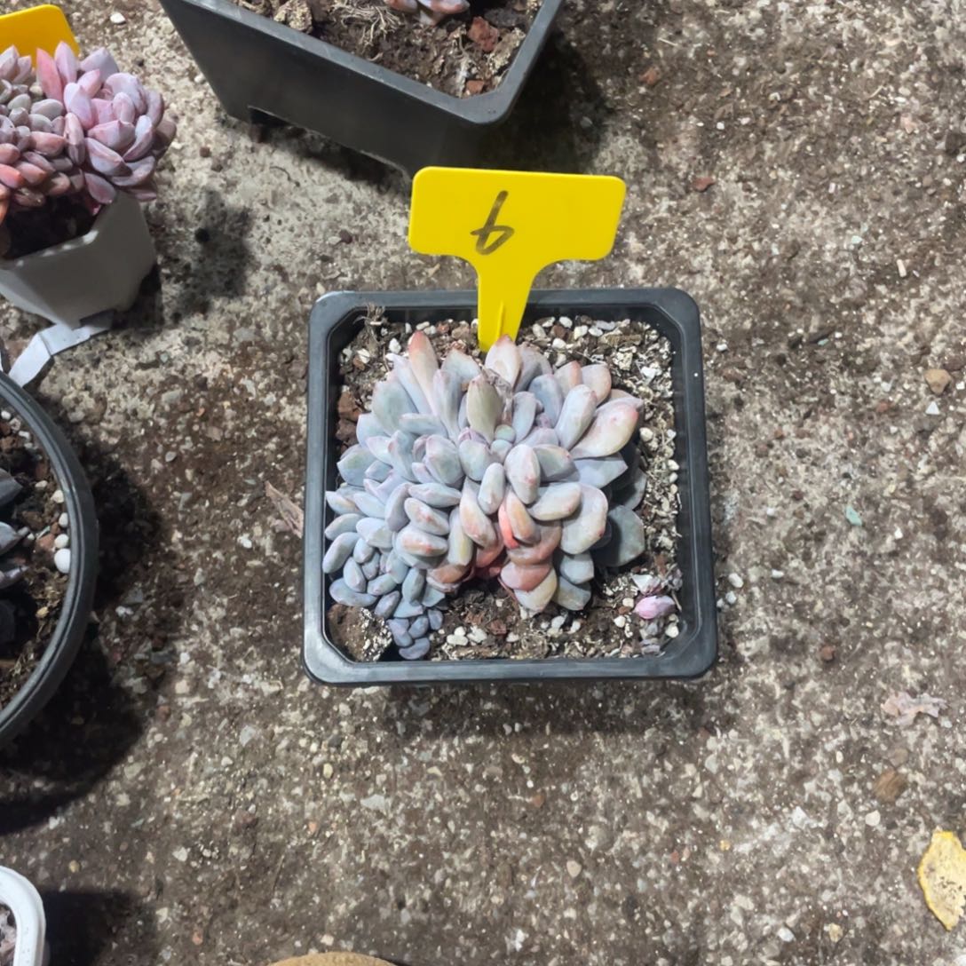 叮***当星影缀化多头群生6