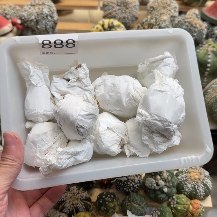 兜星球仙人球888号