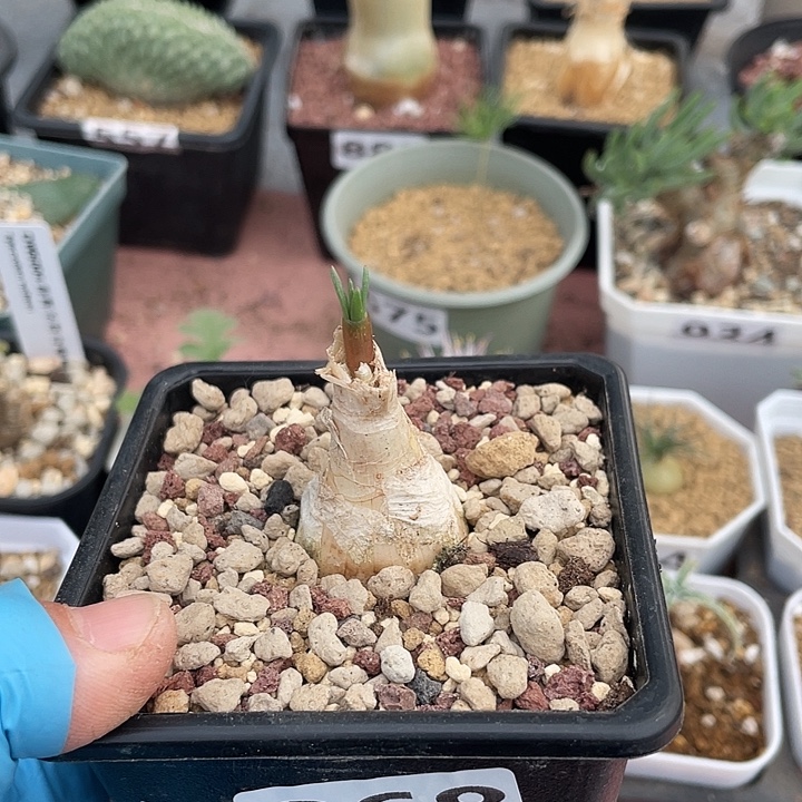 868产地GN弹簧草块根