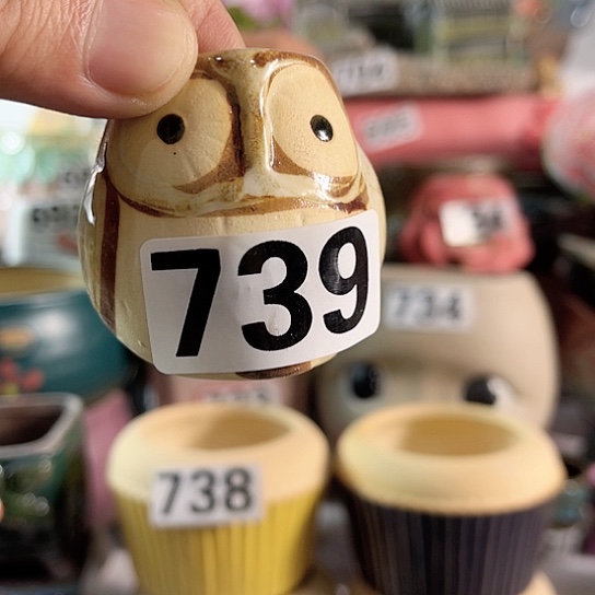 红陶多肉植物花盆