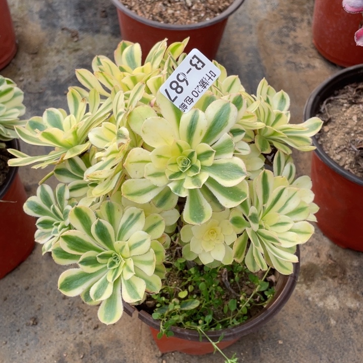 687白兰地多肉12344678多肉