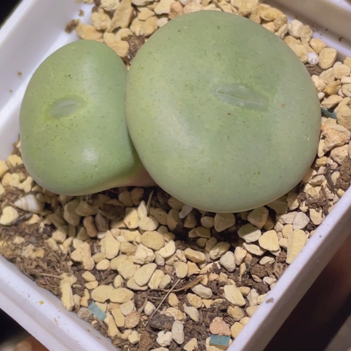 4880808888888888888878858