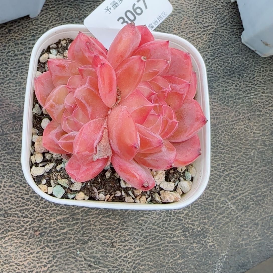 雪塔，3067多肉植物