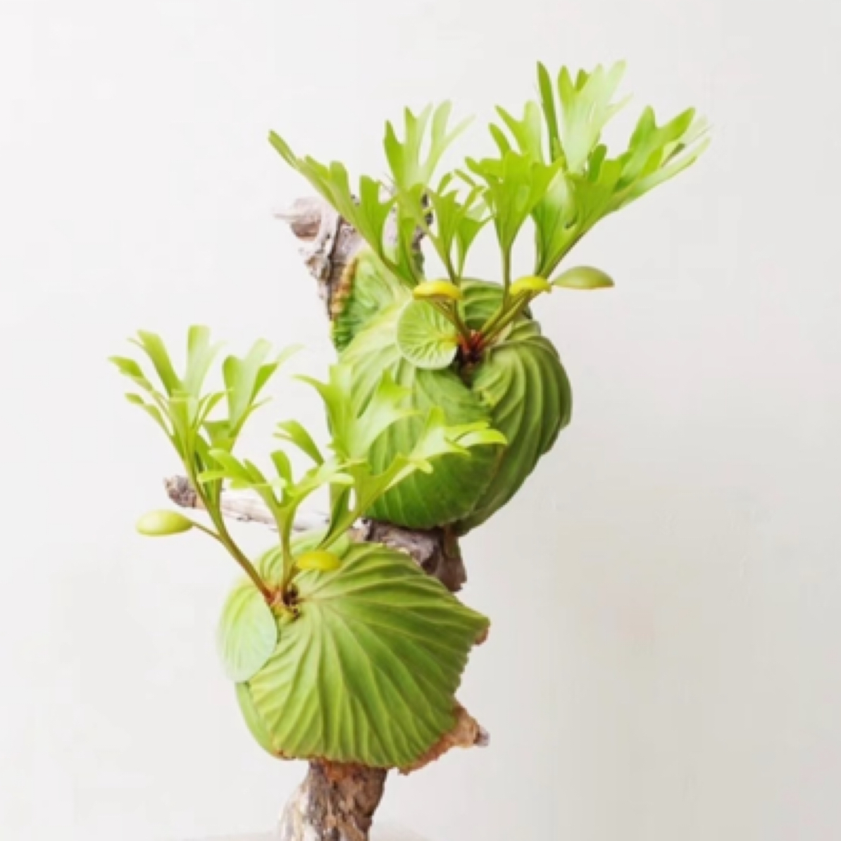 【亚洲猴脑鹿角蕨】蕨世好物！好看好养亚猴盆栽