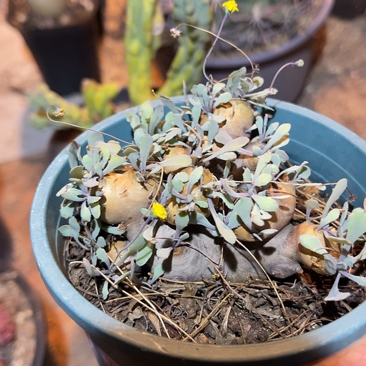 满38包邮2天凑单，脱土晾根发货多肉植物产地格加厚敦菊