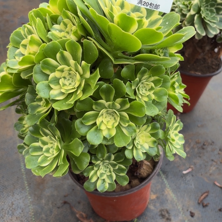 瑞妈，。。。。。467辛尼亚，