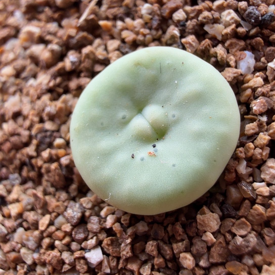 4.17.28/新头哈莫红嘴/多肉植物