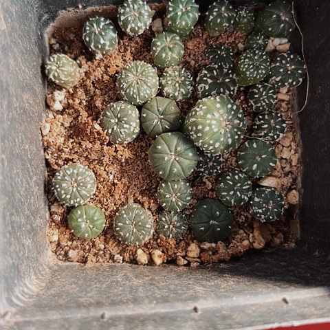 2967处理仙人球小苗