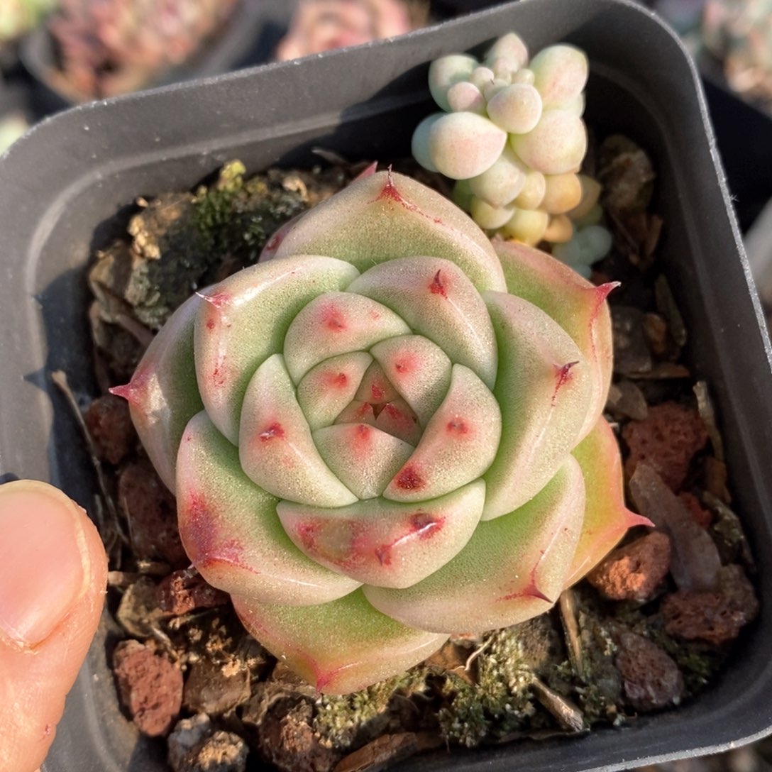 精品多肉一物一拍80