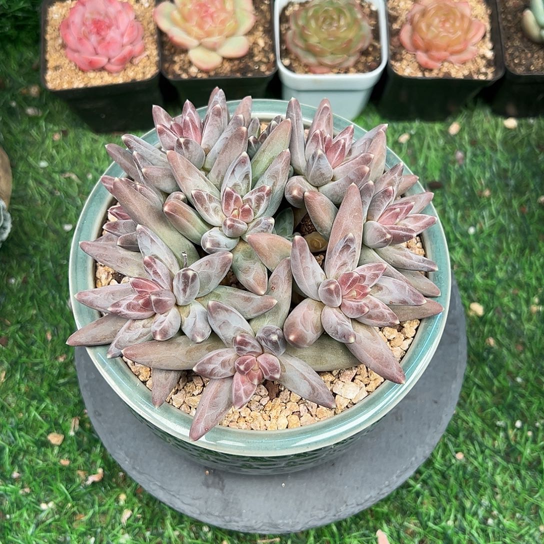 凤羽美人，一物一拍