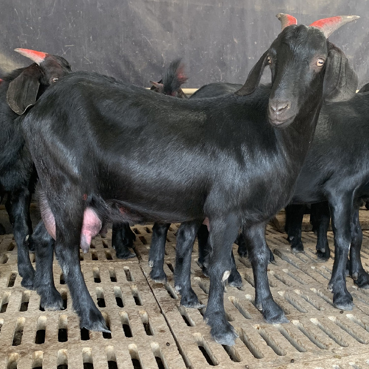 (天然养殖纯种努比亚黑山羊怀孕母羊)75斤怀孕母
