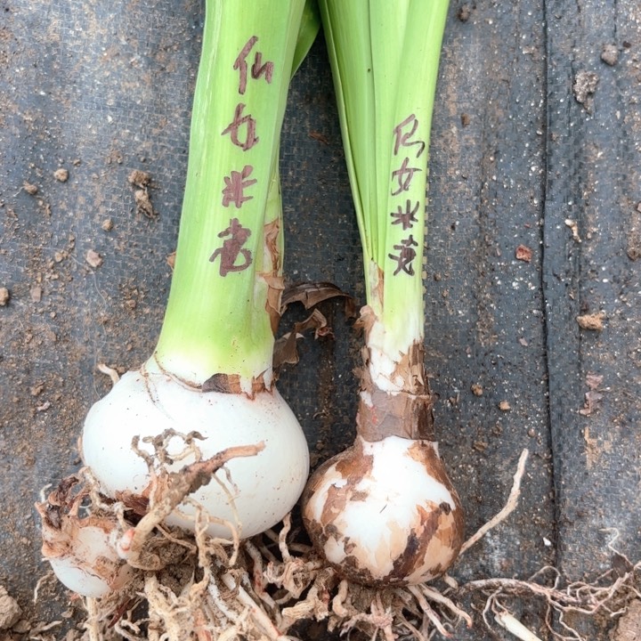 无花朵仙女米德包对版
