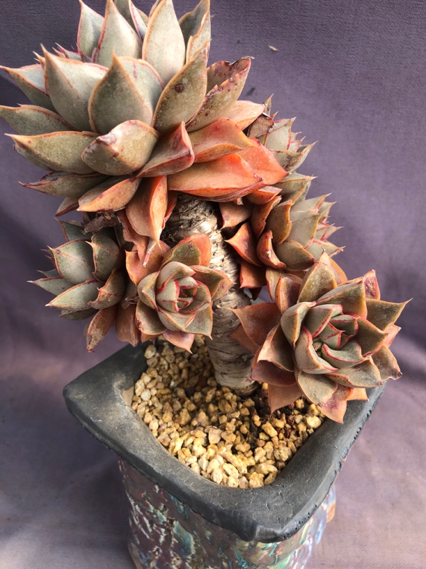 大和锦老桩景天科属