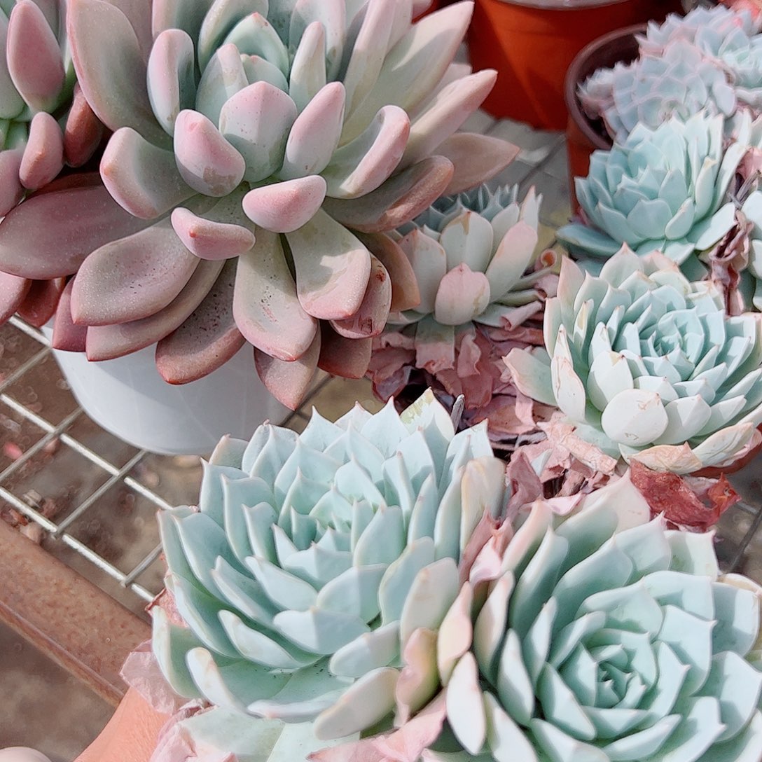 薄叶蓝鸟双头起发精品