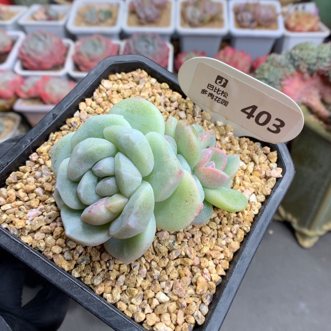 403 异色头冰玉石化