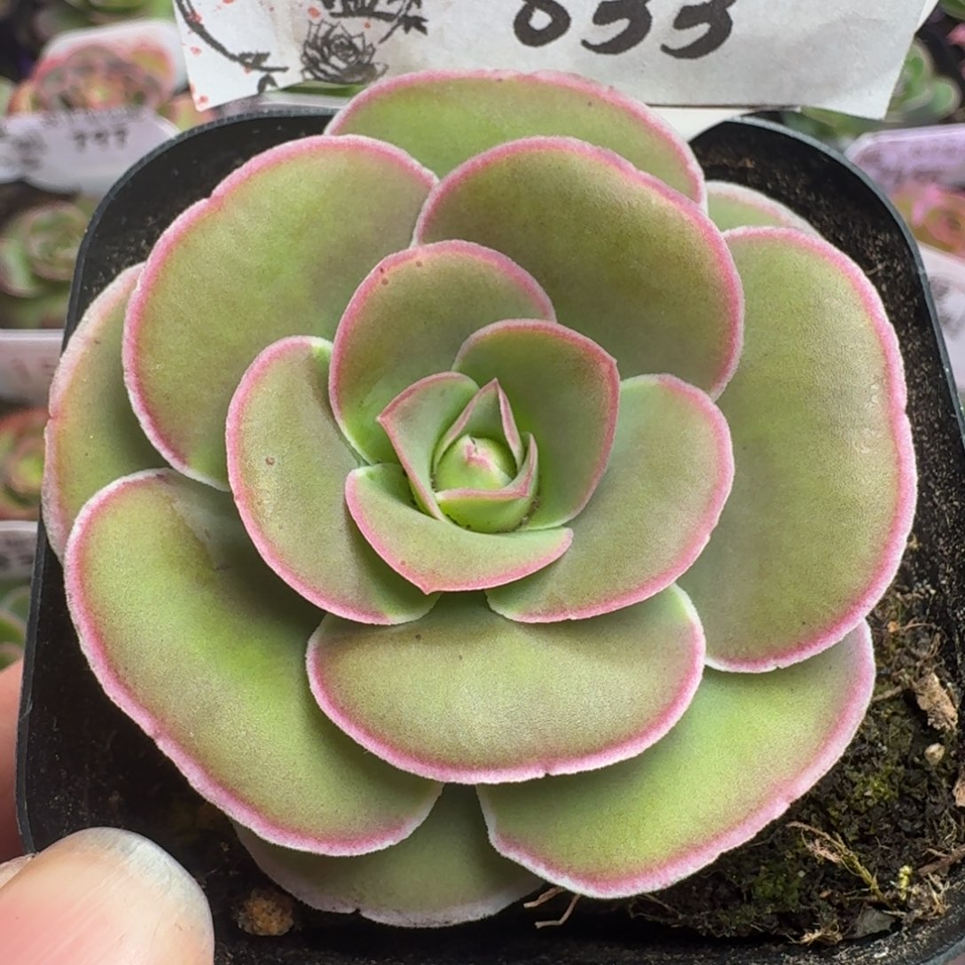 楹楹-833-冠幅   5cm