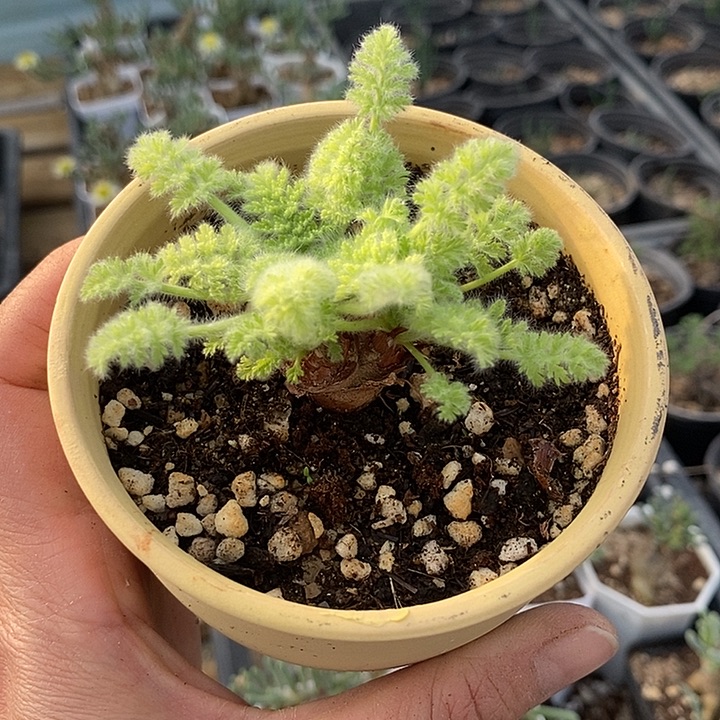 104羽叶洋葵带盆一一一一一一一