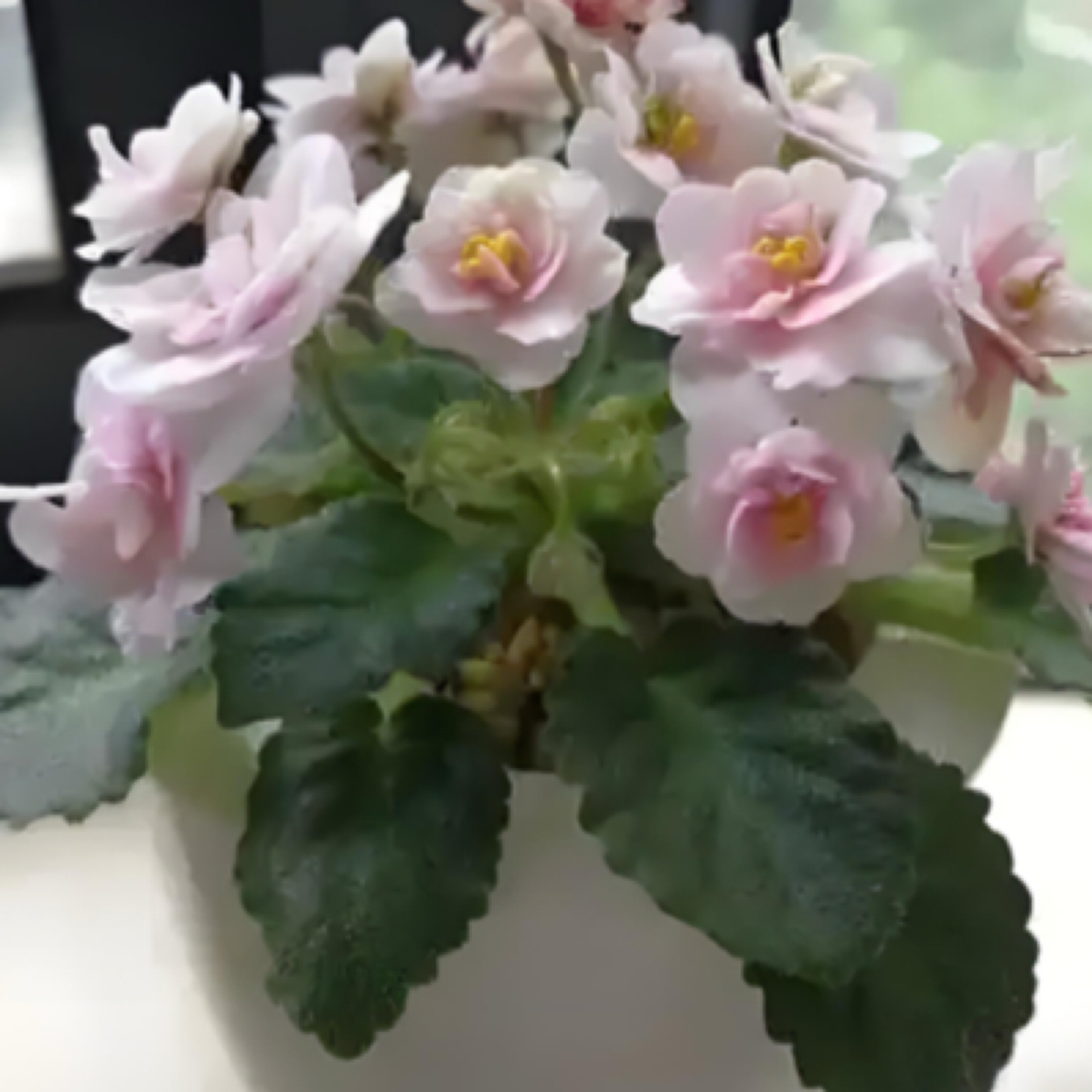 （零度以下地区不要拍）非洲堇紫罗兰四季开花易养活（可一物一拍）