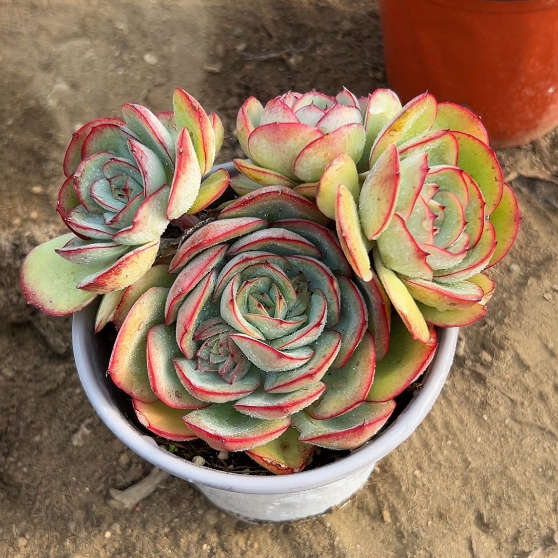 多肉植物牡丹亭群