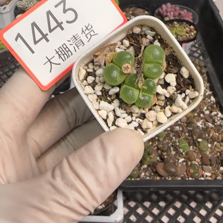 1443 大棚清货啦快来捡漏