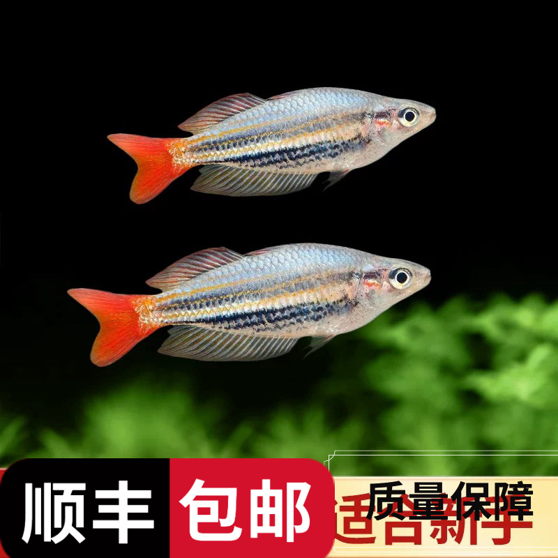 红尾美人鱼观赏鱼小型热带鱼好养耐活自然发色群游鱼