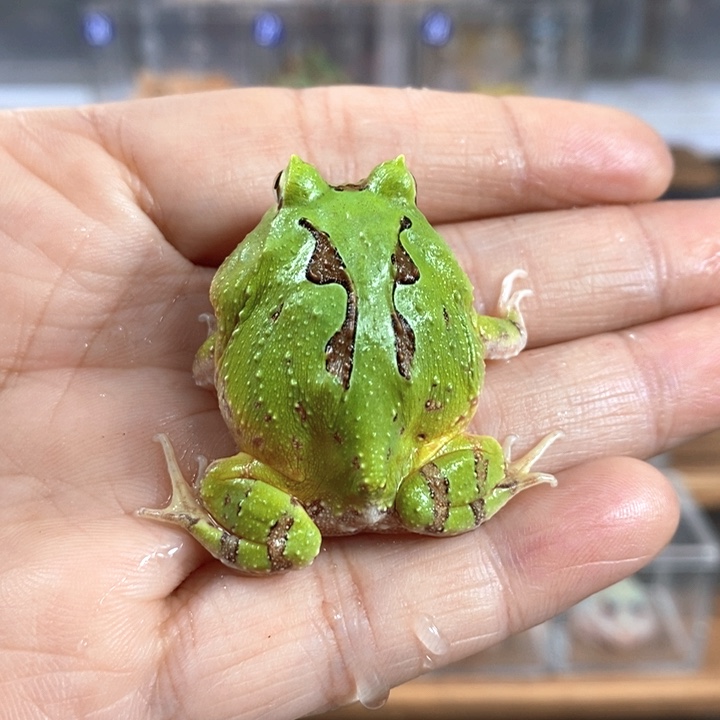 角蛙155号连纹蝴蝶角蛙